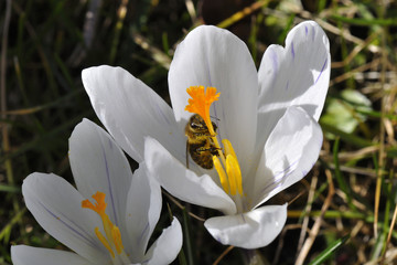 Fototapeta premium Weiße Krokusblüte wird von einer Biene besucht