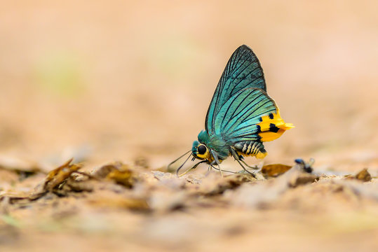 Fototapeta Beautiful Lobed Awlking butterfly eat mineral in nature on the floor