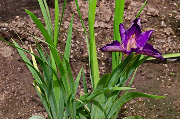 Fototapeta premium A single purple iris flower blooming in spring, Sofia, Bulgaria 