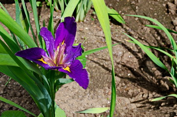 A single purple iris flower blooming in spring, Sofia, Bulgaria  