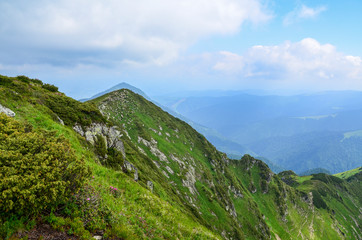 High in the mountains shepherds graze cattle among the panorama of wild forests and fields of the Marmarosy Carpathians. After the rain is a beautiful mist at dawn. Sheep provide wool and milk meat 
