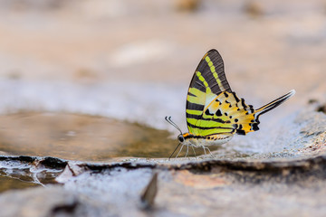 Fototapeta na wymiar Beautiful Fivebar Swordtail butterfly eat mineral in nature on the sand floor