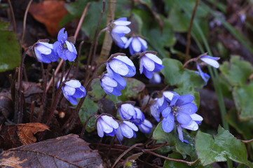 Frühblüher am Waldboden