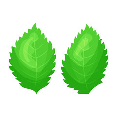 Strawberry leaves. Colorful simple flat cartoon style. Isolated vector illustration.