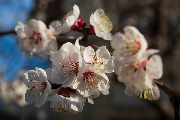 Blossoming sakura on a blue sky background