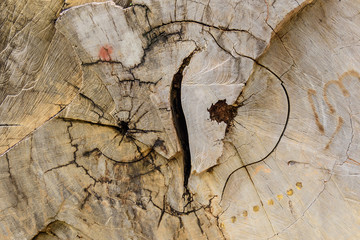 texture and detail of cut big tree trunk