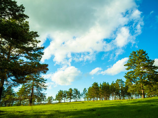 Summer landscape with trees.