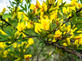 Yellow flowers in the garden/