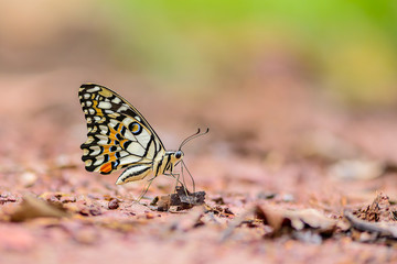 Beautiful Lime butterfly eat mineral in nature on the floor