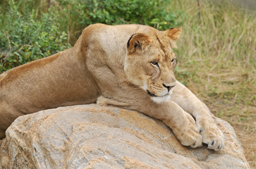 Portrait of lioness (Panthera Leo) resting on a boulder