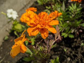 Orange flower in the garden.