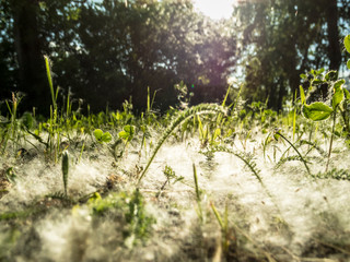 Green grass in spring.