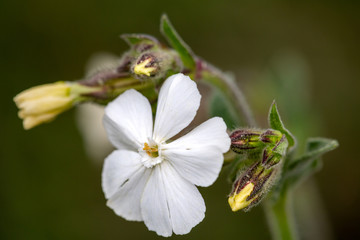 Macrophotographie de fleur sauvage - 