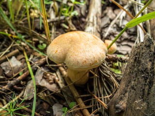 Mushroom in the grass.