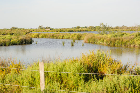 Saintes-Maries-de-la-Mer, capital of the Camargue: wonderful landscape of the lagoon in the south of France in summer days