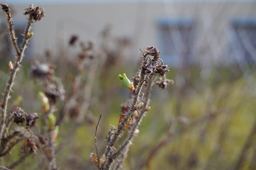 Makro-Frühling 2020 im Garten