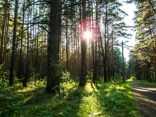 Sunset in the forest.