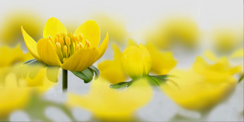 Winterling (Eranthis hyemalis) Pflanze mit gelben Blüten, Panorama