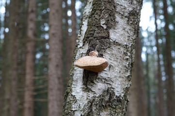 Birke mit großem Pilz