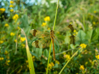Dragonfly on grass.