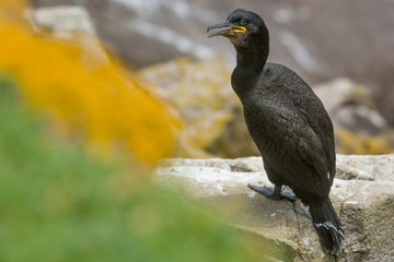 A european shag (Phalacrocorax aristotelis)