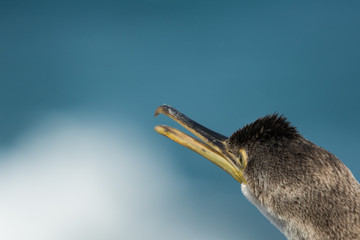 A european shag (Phalacrocorax aristotelis)