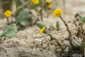 kraut huflattich zwischen steinen