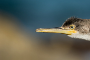A european shag (Phalacrocorax aristotelis)