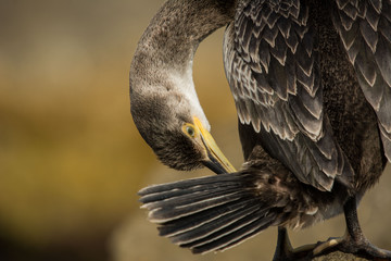 A european shag (Phalacrocorax aristotelis)