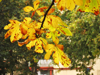 autumn leaves on tree