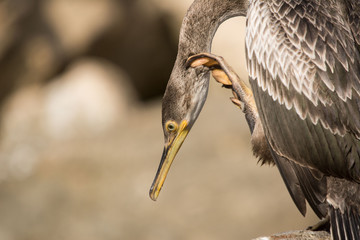 A european shag (Phalacrocorax aristotelis)