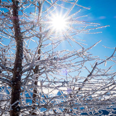 Sunny winter landscape with a tree in hoarfrost at Ski Area in Dolomites, Italy - Alpe Lusia. Ski resort in val di Fassa near Moena
