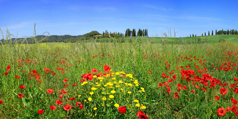 Wildblumenwiese mit verschiedenen Pflanzen, Toskana, Italien, Europa