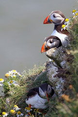 Group of Puffins at Bempton Cliffs Yorkshire