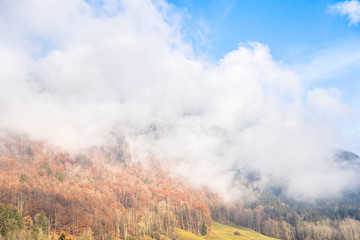Top view of the Autumn forest