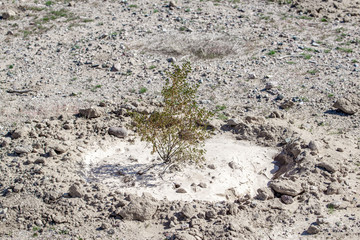 A 1 gallon creosote bush (Larrea tridentata) shrub shrubling planted for a ecological restoration project in the Mojave Desert, NV, USA.