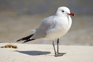 Korallenmöve, Larus audouinii, am Playa de S´Amarador