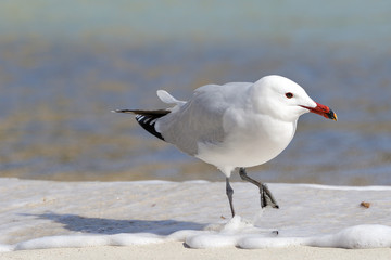 Korallenmöve, Larus audouinii, am Playa de S´Amarador