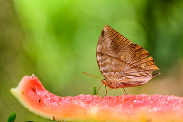 Obraz premium Beautiful Zeuxidia amethystus butterfly eat watermelon in nature on the floor