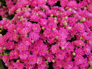 Fototapeta premium Various pink flowers with a green background