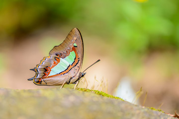 Beautiful Polyura athamas butterfly eat mineral in nature on the floor