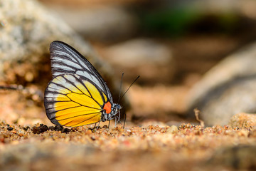 Beautiful Prioneris philonome butterfly eat mineral in nature on the sand floor