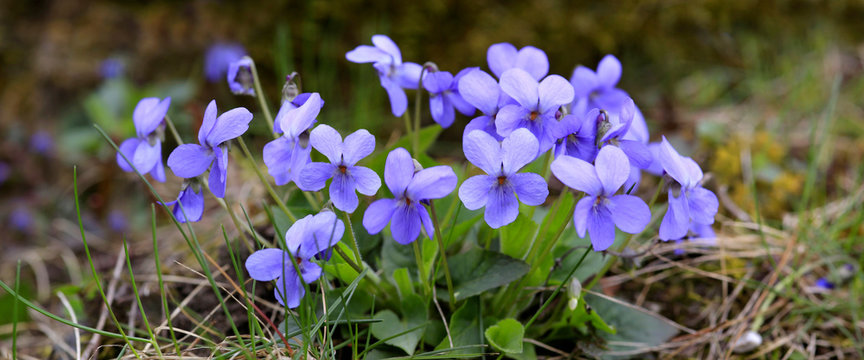 Hunds-Veilchen (Viola canina) auch Roßveilchen mit Blüten, Panorama