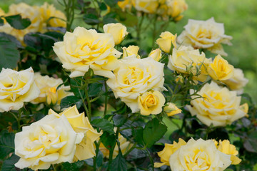 Gelbe Rosen im Blumenbeet, Zierpflanze