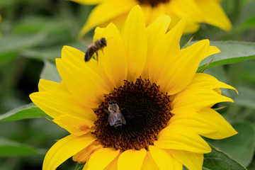 Sonnenblume (Helianthus annuus) gewöhnliche Sonnenblume, Blütenkopf