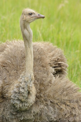 Ostrich (Struthio camelus) profile portrait