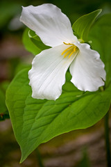 Extreme close up of a blooming white trillium wildflower.
