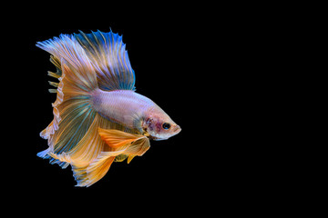 Capture the moving moment of Siamese fighting fish