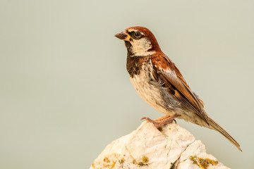 An italian sparrow (Passer italiae)