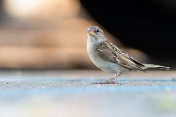 An italian sparrow (Passer italiae)